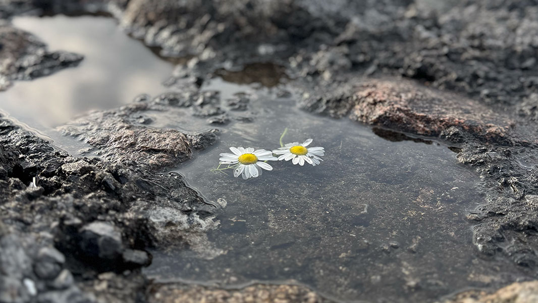 Zwei Blüten im Wasser liegend
